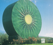 Te Puke's giant Kiwifruit