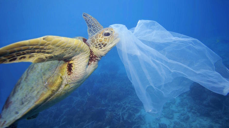 Turtle with plastic bag